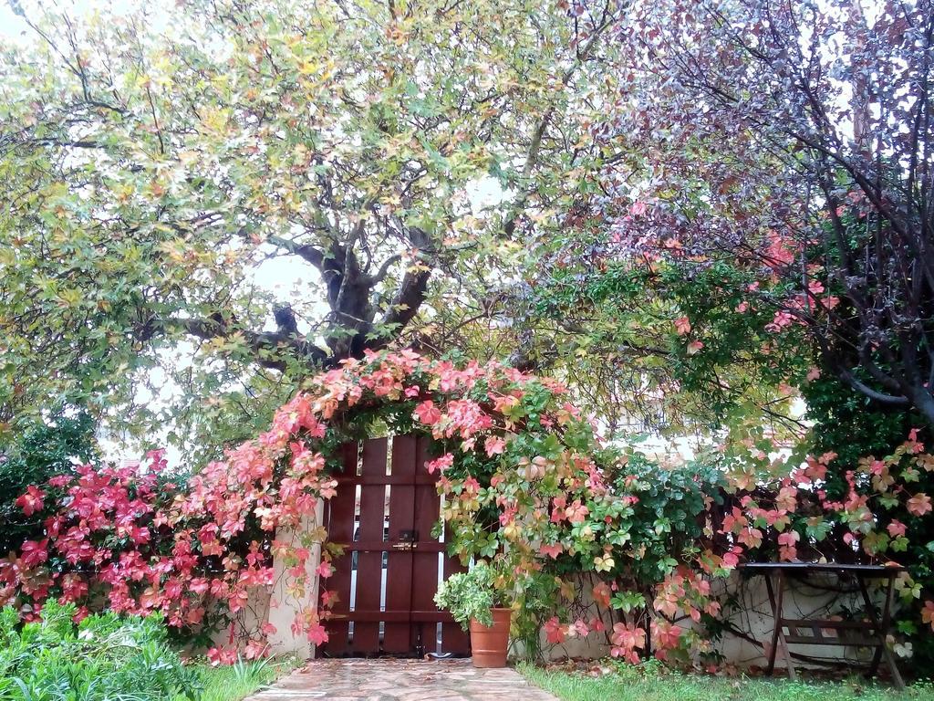 Villa The Platanus Tree Kato Vasiliki Bagian luar foto